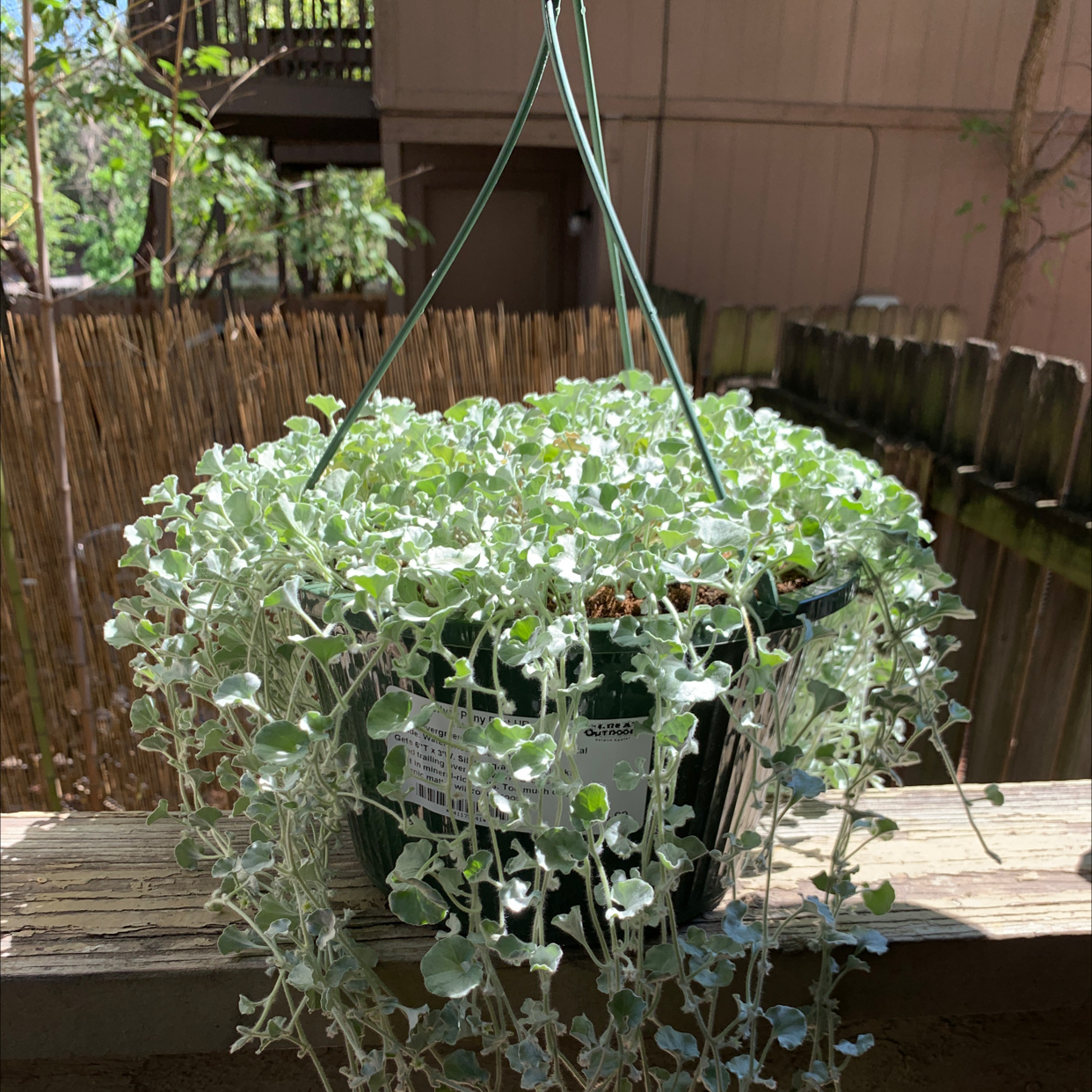 Hanging basket with a healthy Silver Ponysfoot plant, showing silvery-green leaves.