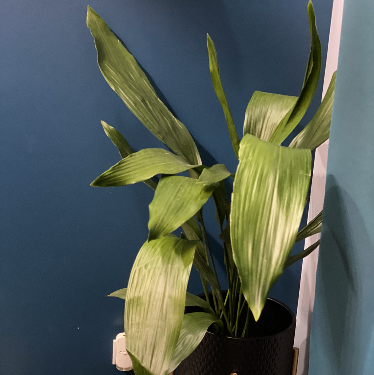 Cast Iron Plant with long, broad leaves, well-framed and centered.