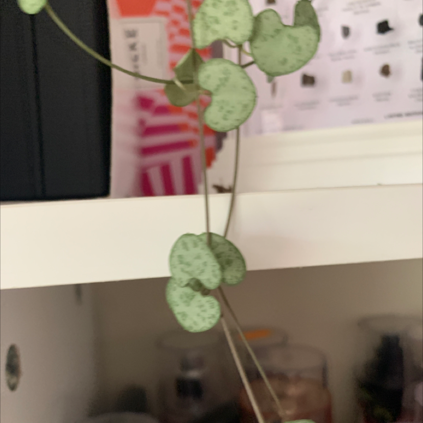 Photo of the plant species String of Needles by Sarah named Drake on Greg, the plant care app
