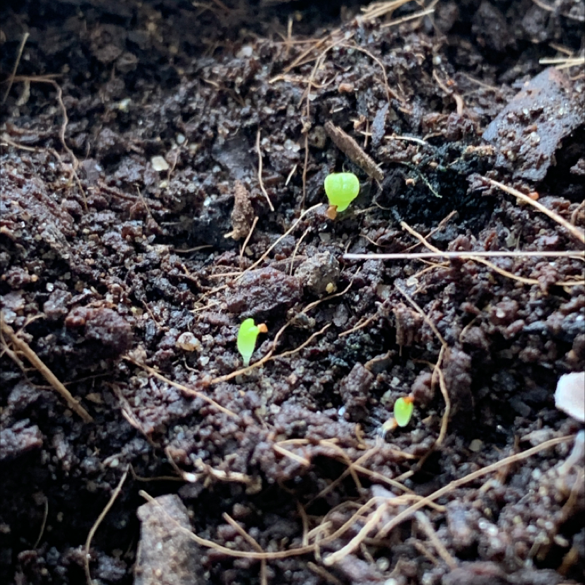 Photo of the plant species Albinica Living Stones by Sarah named Sigmund on Greg, the plant care app