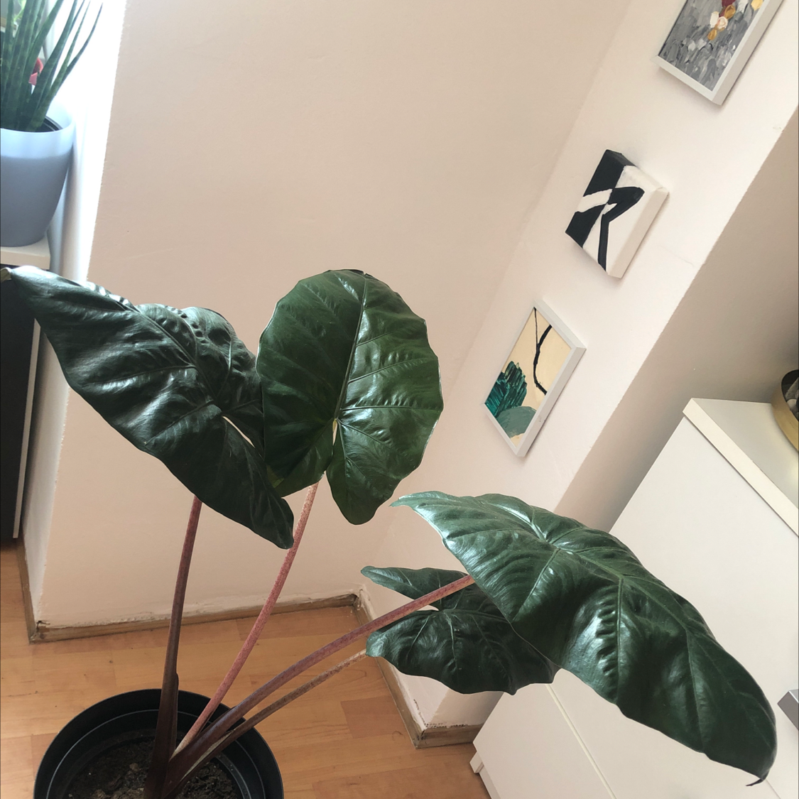 Photo of the plant species Yucatan Princess by Lana named Tokoyami on Greg, the plant care app
