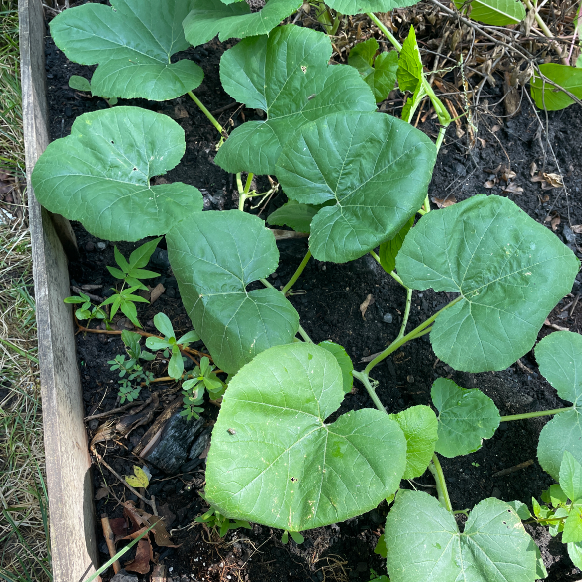 Summer Squash Is Not Toxic To Dogs