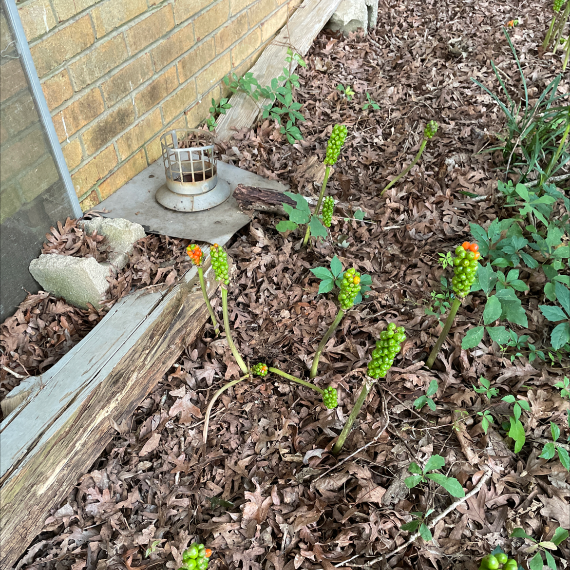 Italian Arum plants with green and orange berries in a garden bed with dry leaves.