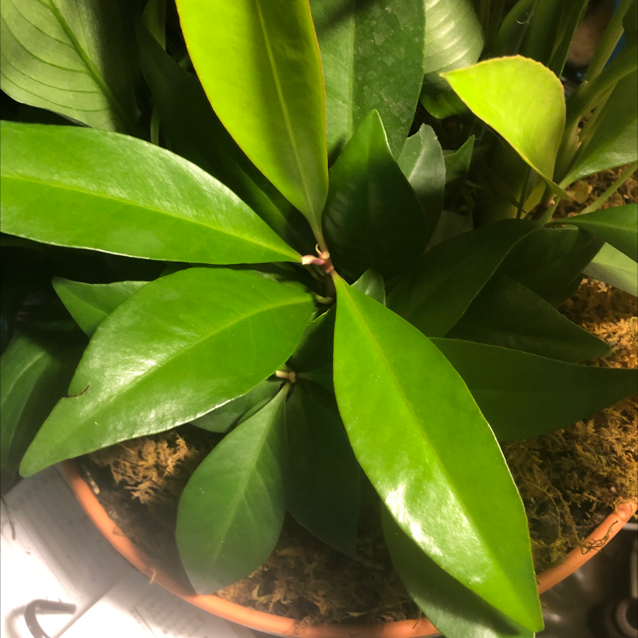 Photo of the plant species Shoebutton by @Michy named Lil on Greg, the plant care app
