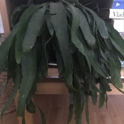 Red Mistletoe Cactus plant