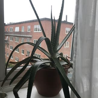 Aloe Vera plant in Oslo, Oslo