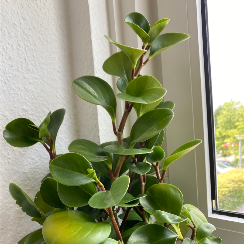 Baby Rubber Plant plant photo by Rikke named Big Bob on Greg, the plant care app.