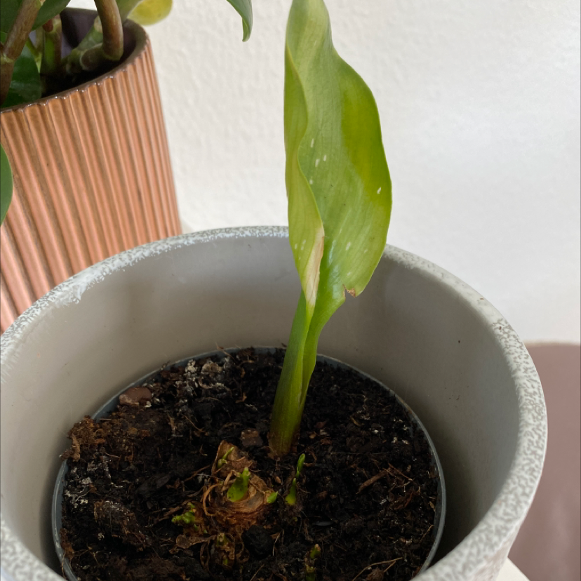 Calla Lily plant photo by Rikke named Sprout on Greg, the plant care app.