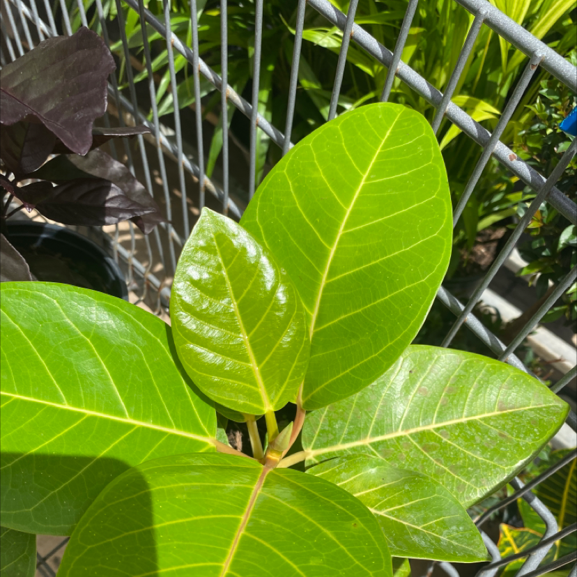 Florida Strangler Fig with large, glossy green leaves in a well-lit setting.
