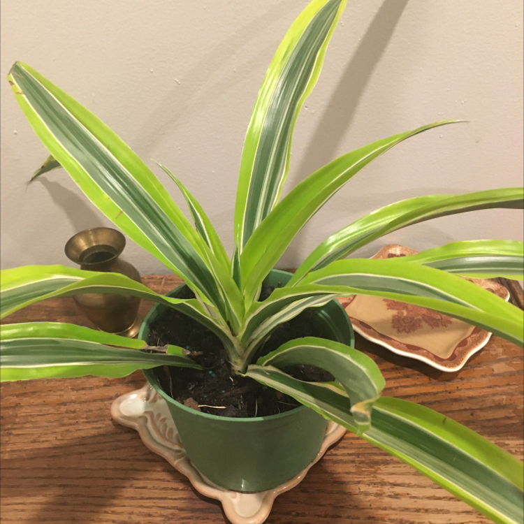 Dracaena 'Warneckii' plant in a green pot with vibrant green leaves.