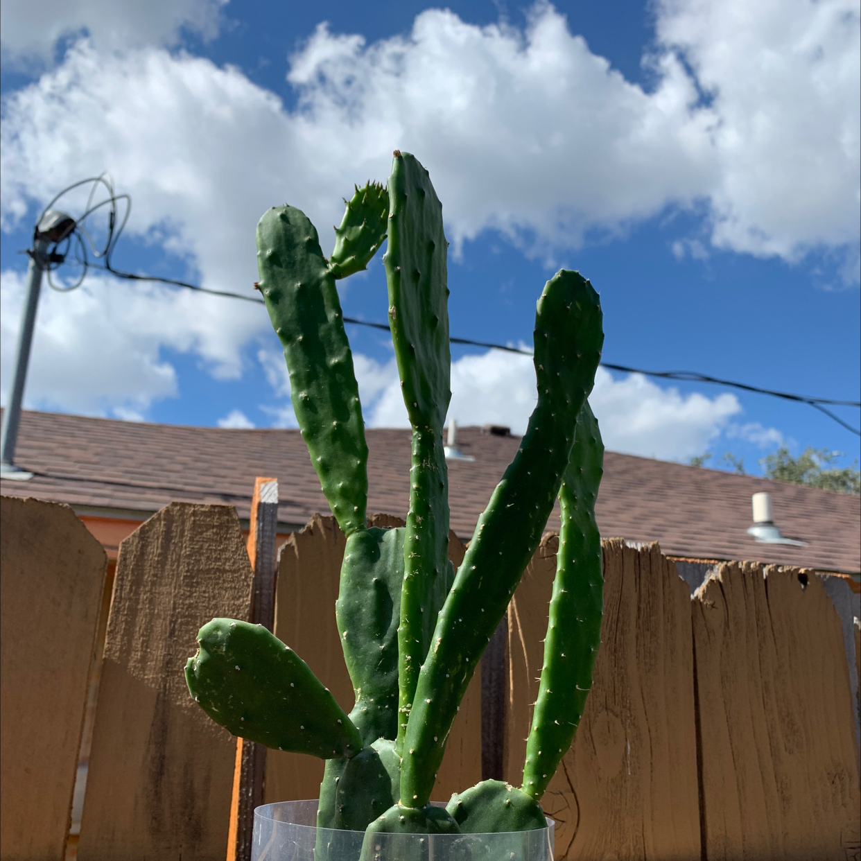 Photo of the plant species Opuntia 'Emerald Wave' by @Beaner named Sir McCactuson on Greg, the plant care app