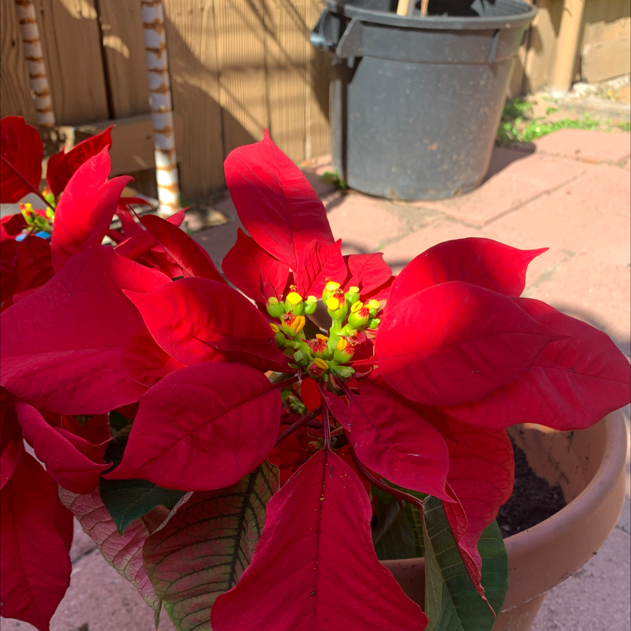 Poinsettia plant photo by @Beaner named Hoe on Greg, the plant care app.