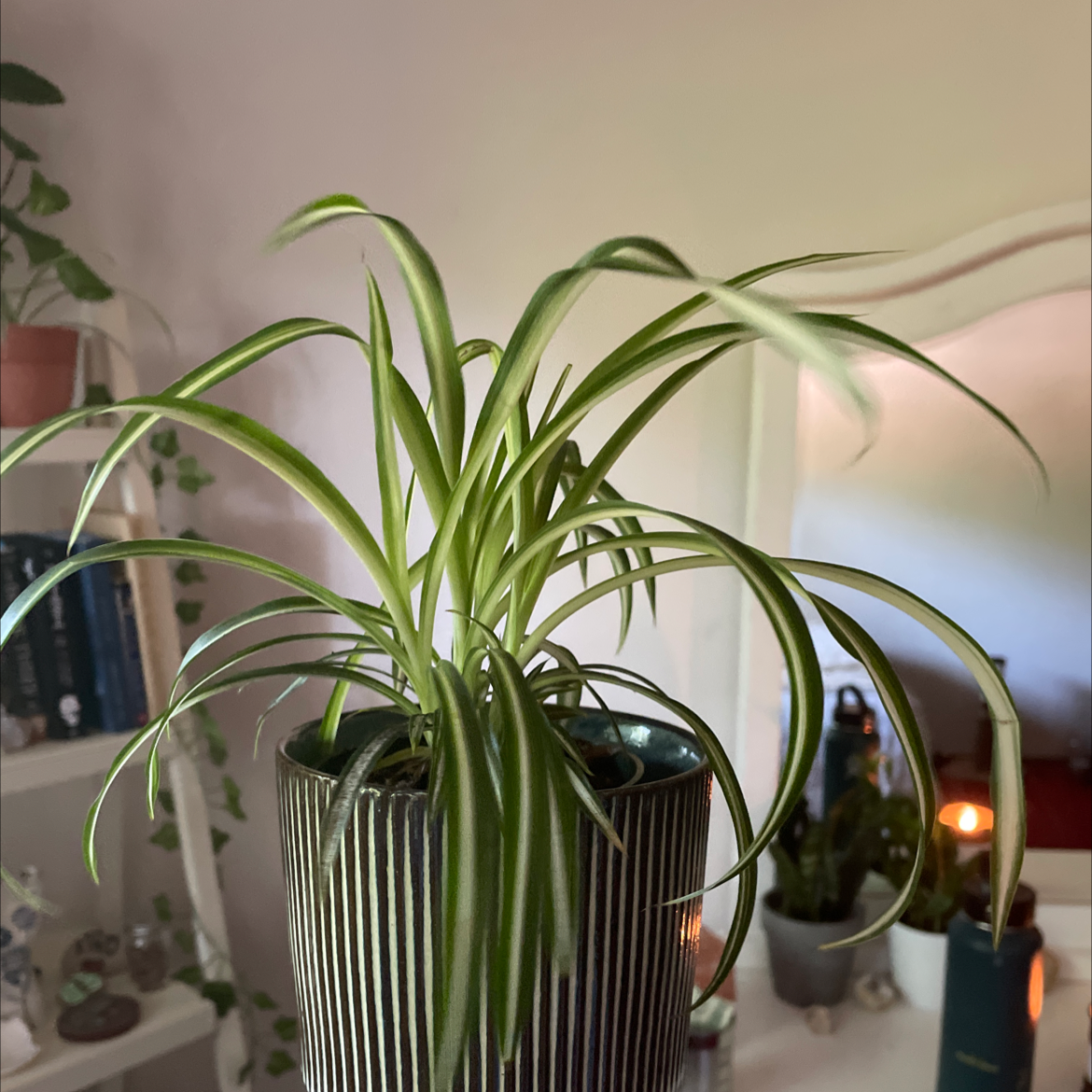 Spider Plant plant photo by @catalina.plants111 named orabelle on Greg, the plant care app.