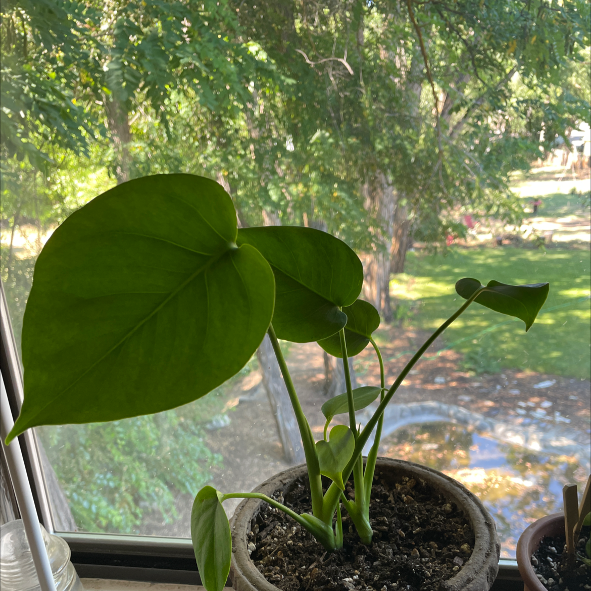 Monstera plant photo by @catalina.plants111 named Noor on Greg, the plant care app.