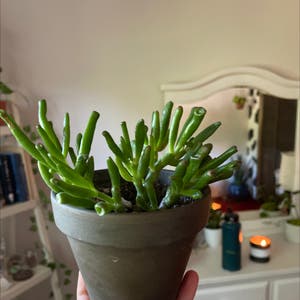 Finger Jade plant photo by @catalina.plants111 named Naomi on Greg, the plant care app.