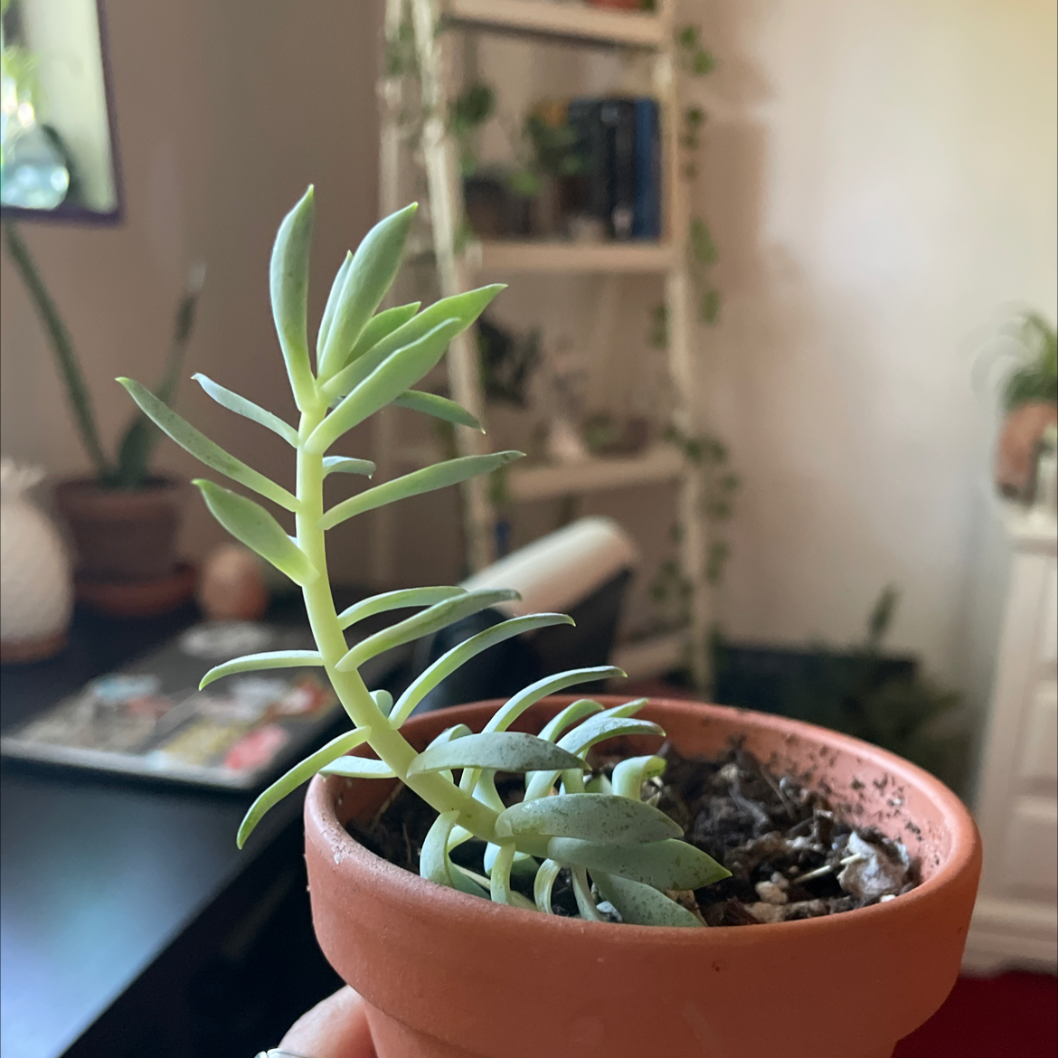 Miniature Pine Tree plant photo by @catalina.plants111 named Gobi on Greg, the plant care app.