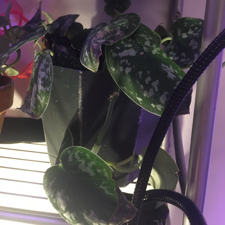 Satin Pothos plant photo by Anna marie k named Satin Silver on Greg, the plant care app.