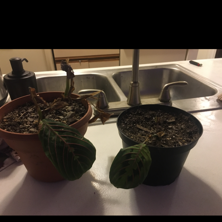 Variegated Prayer Plant plant photo by Anna marie k named Twin Prayer on Greg, the plant care app.