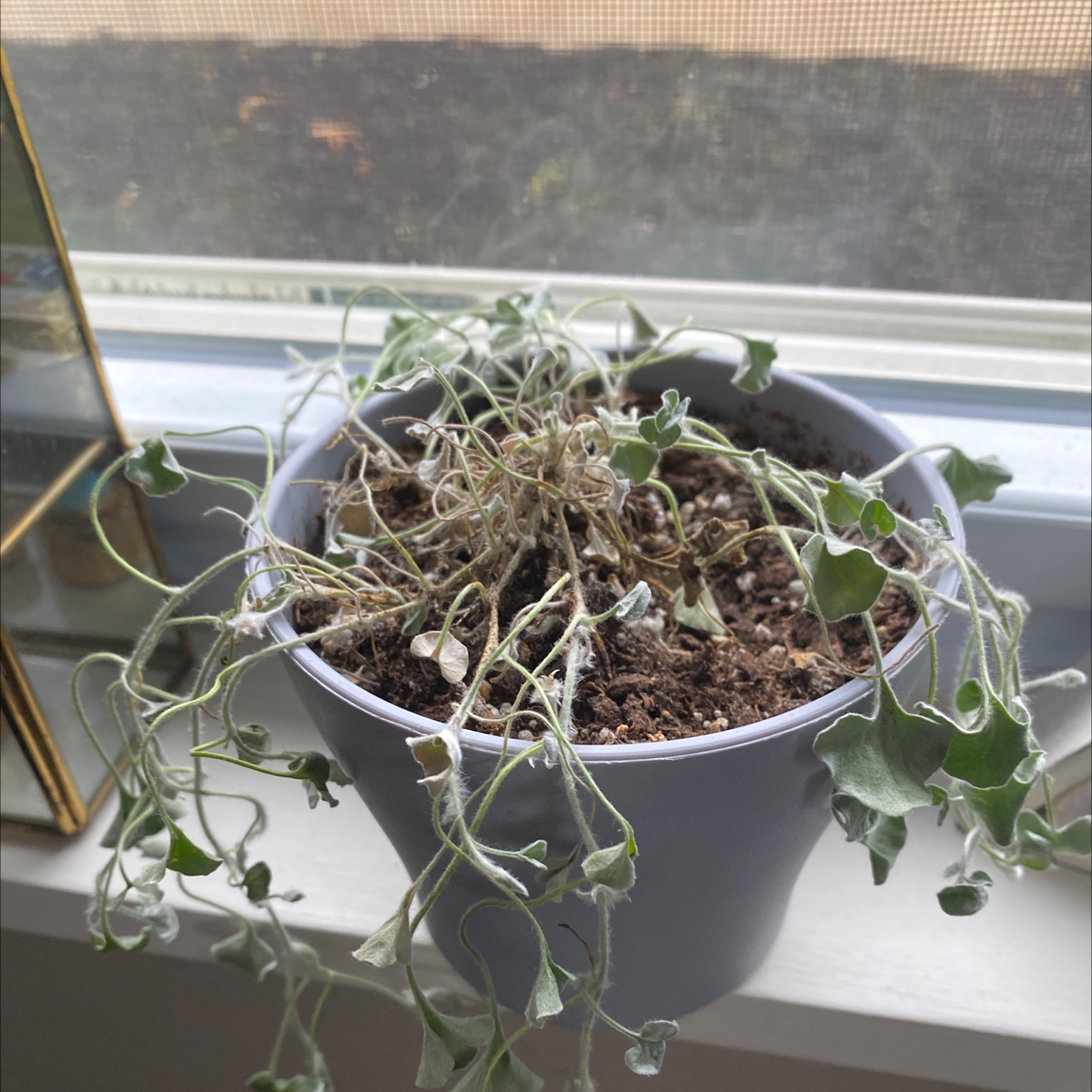 Potted Silver Ponysfoot plant with wilted and discolored leaves, indicating poor health.