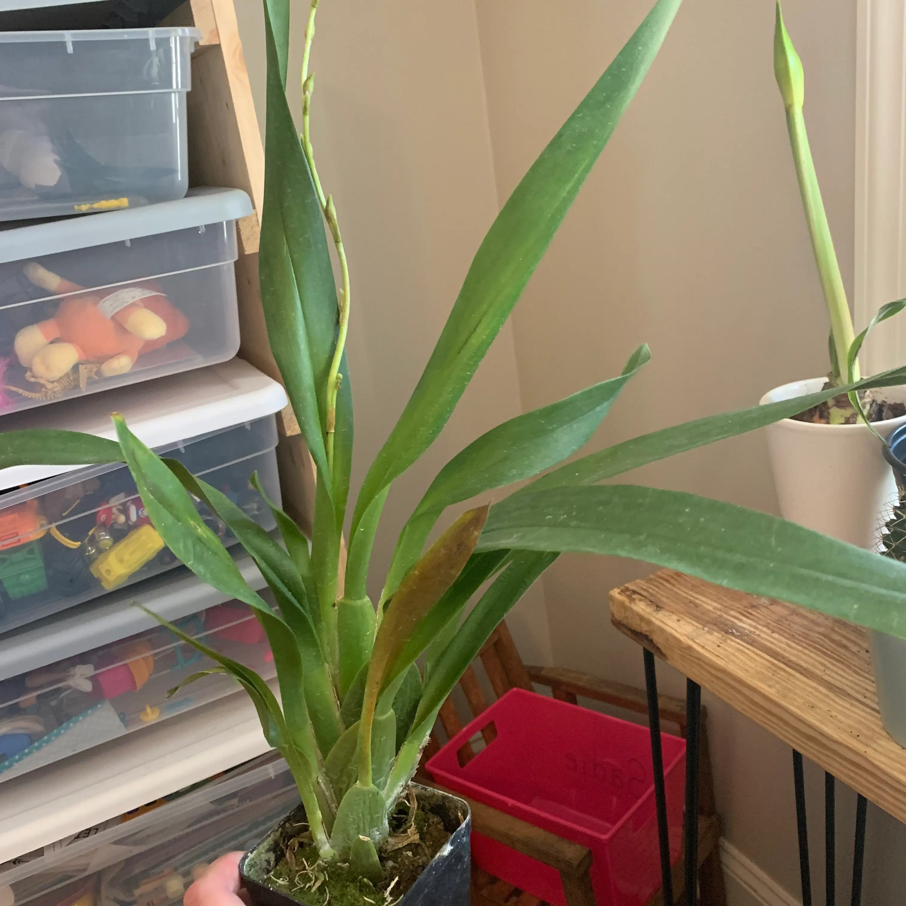 Plant care for Burrageara 'Dark Goddess Everglades' on Greg, the plant care app