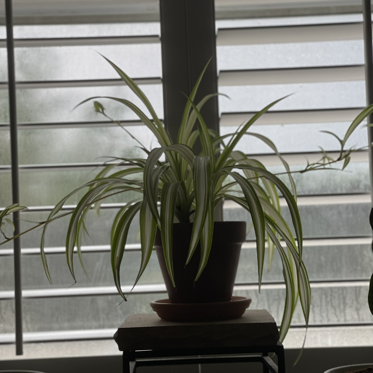 Spider Plant plant photo by @Kamrzb1235 named Hudson on Greg, the plant care app.