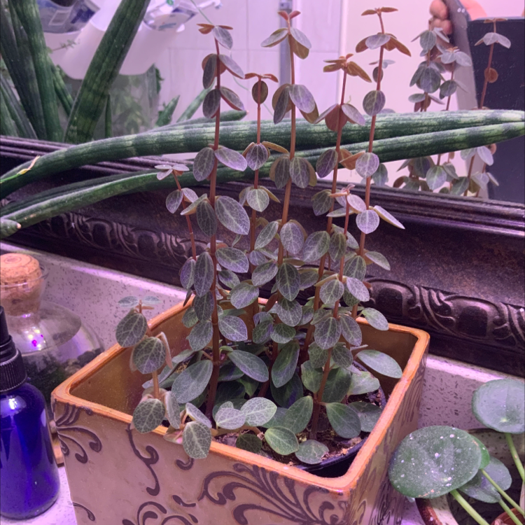 Peperomia Red Log plant in a decorative pot, healthy with green leaves.