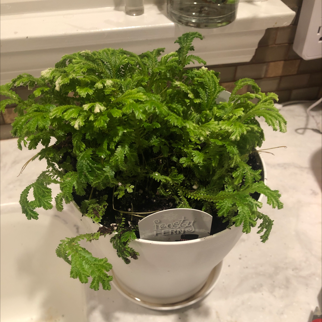 A healthy, lush Selaginella kraussiana house plant with fine, bright green foliage growing in a white ceramic pot.