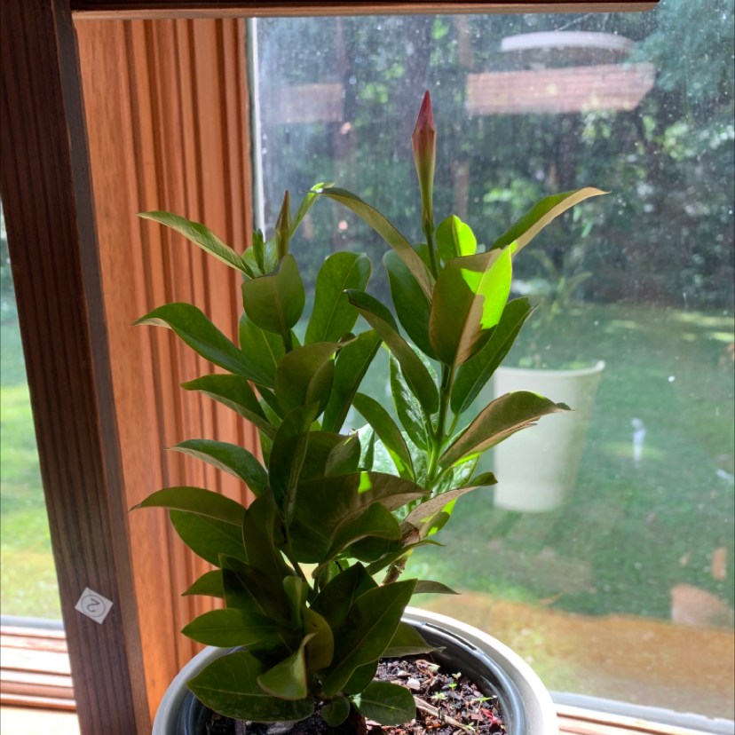 Photo of the plant species Dipladenia Madinia® Deep Red by Jocelyn named Rose on Greg, the plant care app