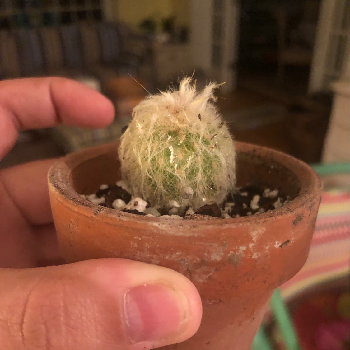 A small Hooked Cactus in a terracotta pot with white fuzzy growth, held by a hand.