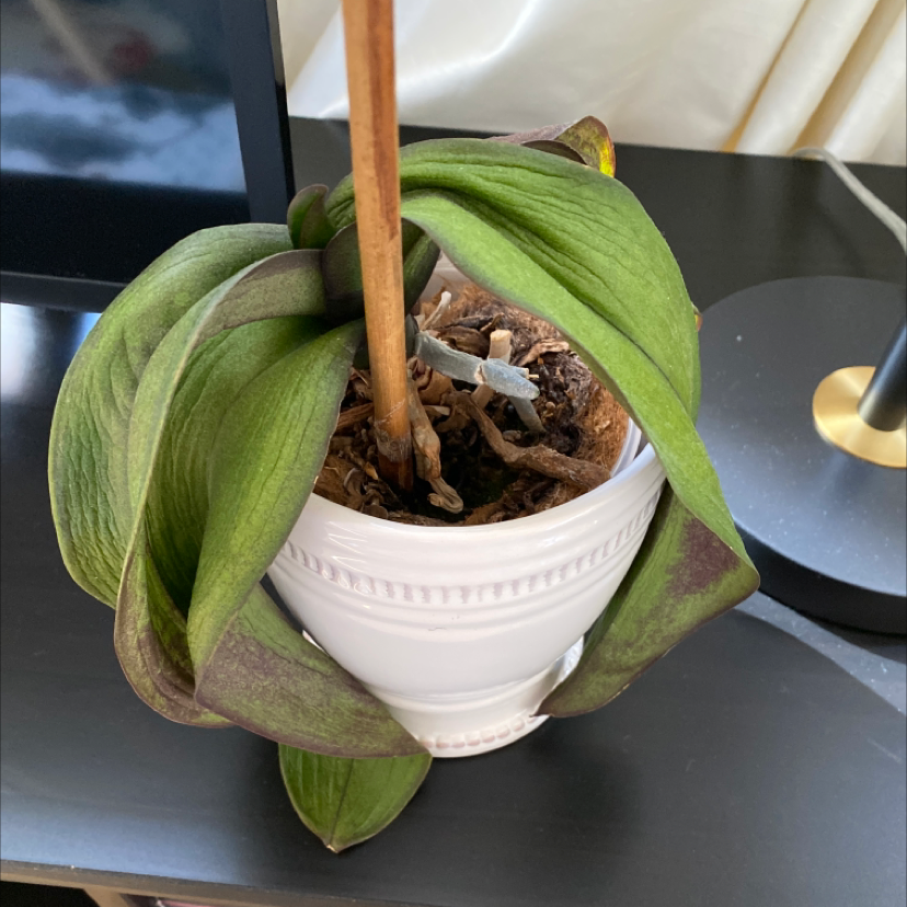 Black Velvet Jewel Orchid in a white pot with wilting leaves and visible soil.
