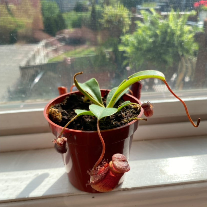Common Swamp Pitcher-Plant uploaded to the Greg plant app by @Owensgarden