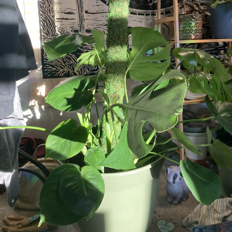 Monstera plant photo by Juli named Big boi on Greg, the plant care app.