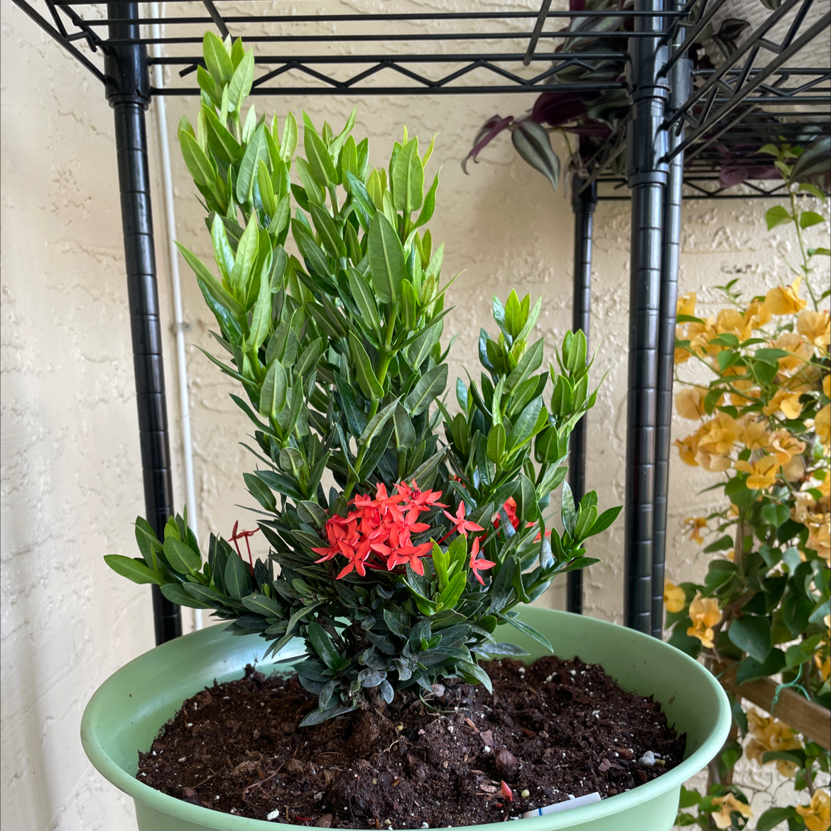 Jungle Geranium plant in a green pot with red flowers and visible soil.