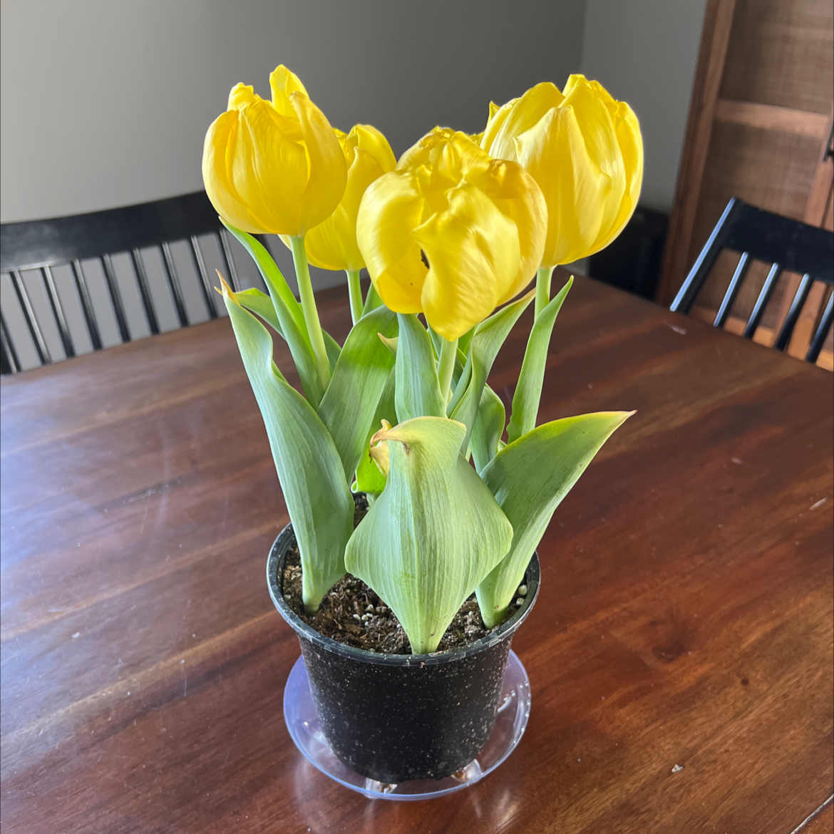 Potted Garden Tulip with vibrant yellow flowers on a wooden table.