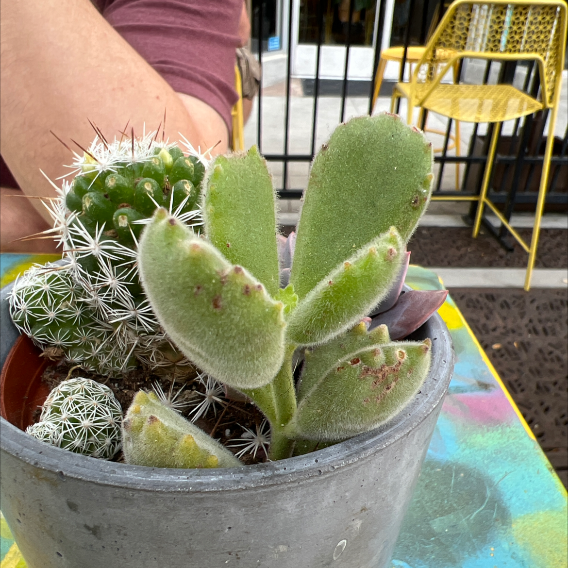 Bear's Paw plant (Cotyledon tomentosa) in a pot with some browning and black spots on leaves.
