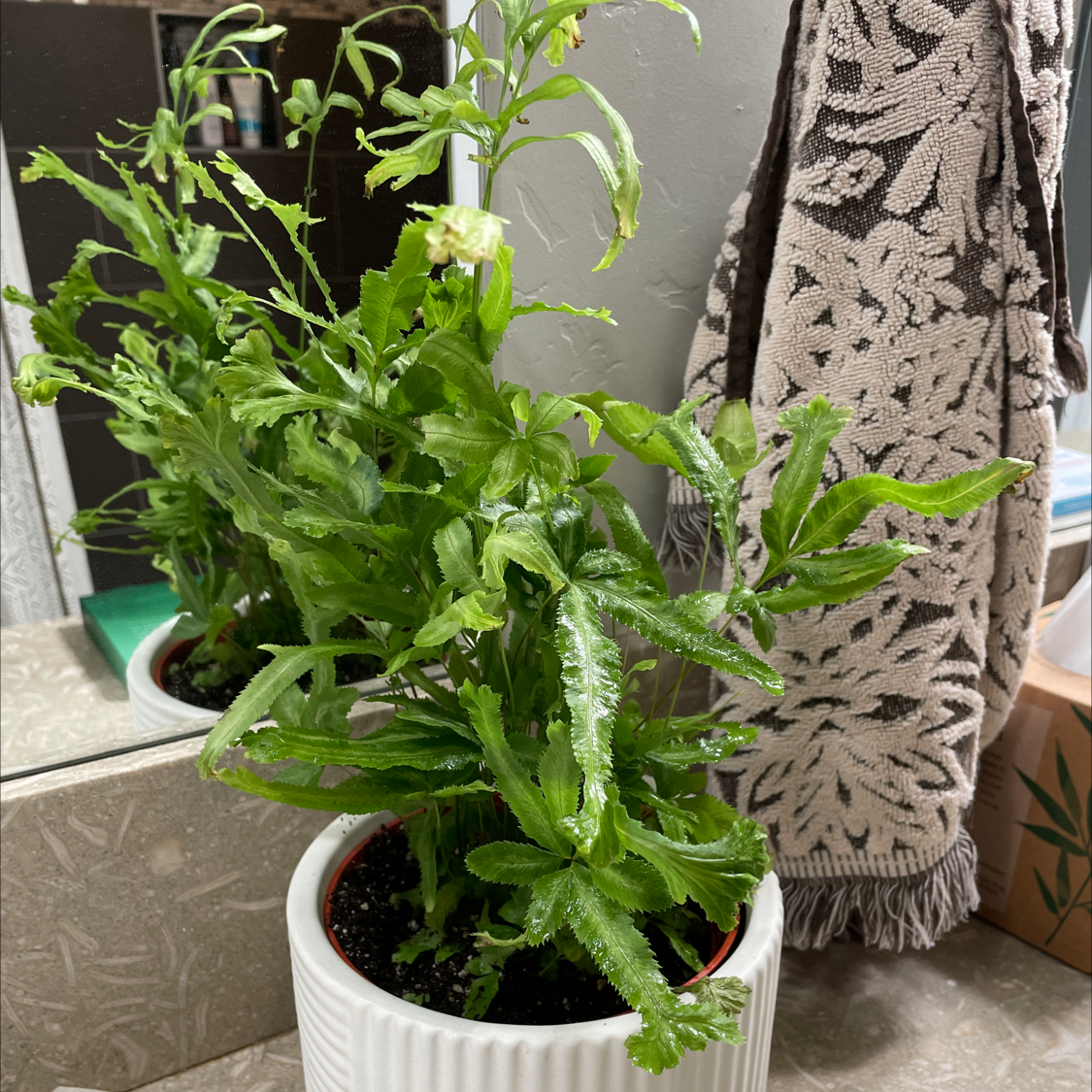 Cretan Brake Fern plant photo by @Micky named Jonno on Greg, the plant care app.