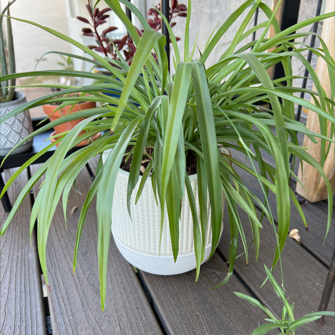 Spider Plant plant photo by @Micky named Lee Sizemore on Greg, the plant care app.