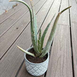 Aloe Vera plant in La Mesa, California