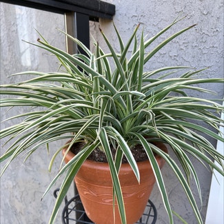 Spider Plant plant in La Mesa, California