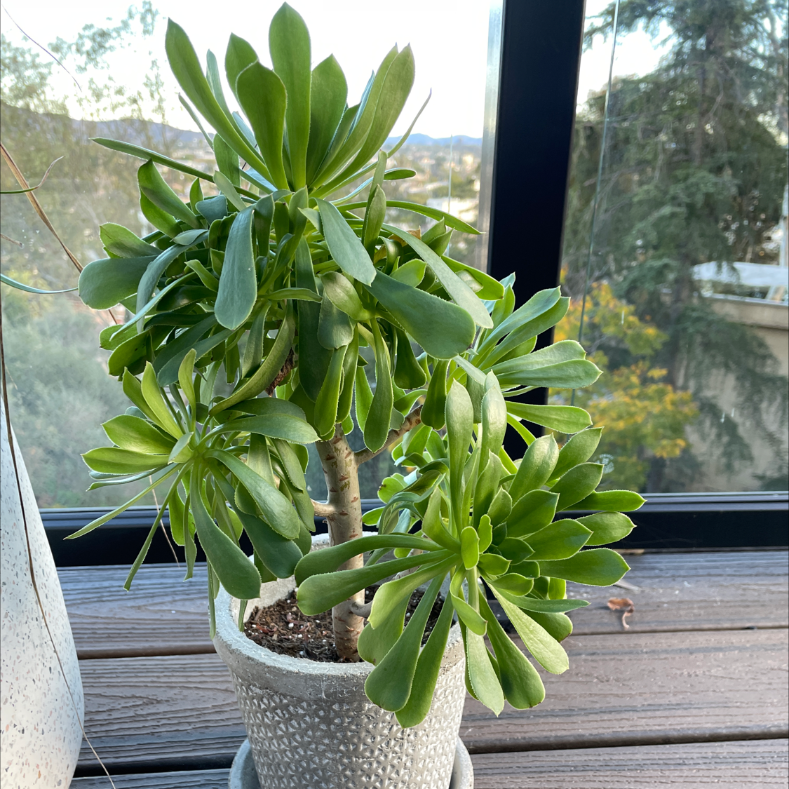 Tree Aeonium plant in a pot on a wooden surface near a window.
