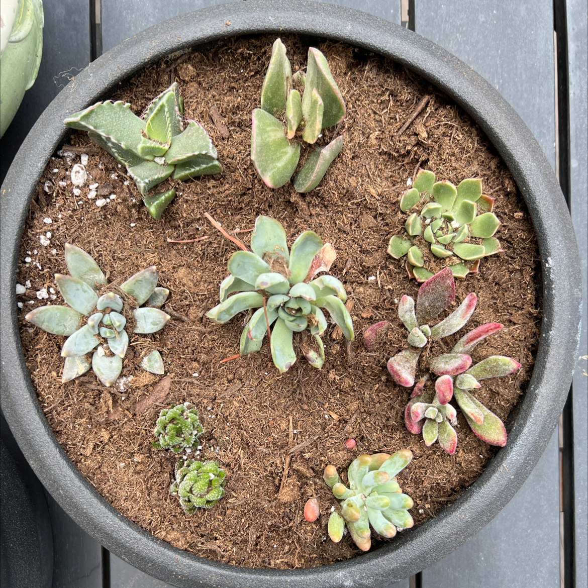 A round pot containing multiple healthy succulent plants arranged in a circular pattern.