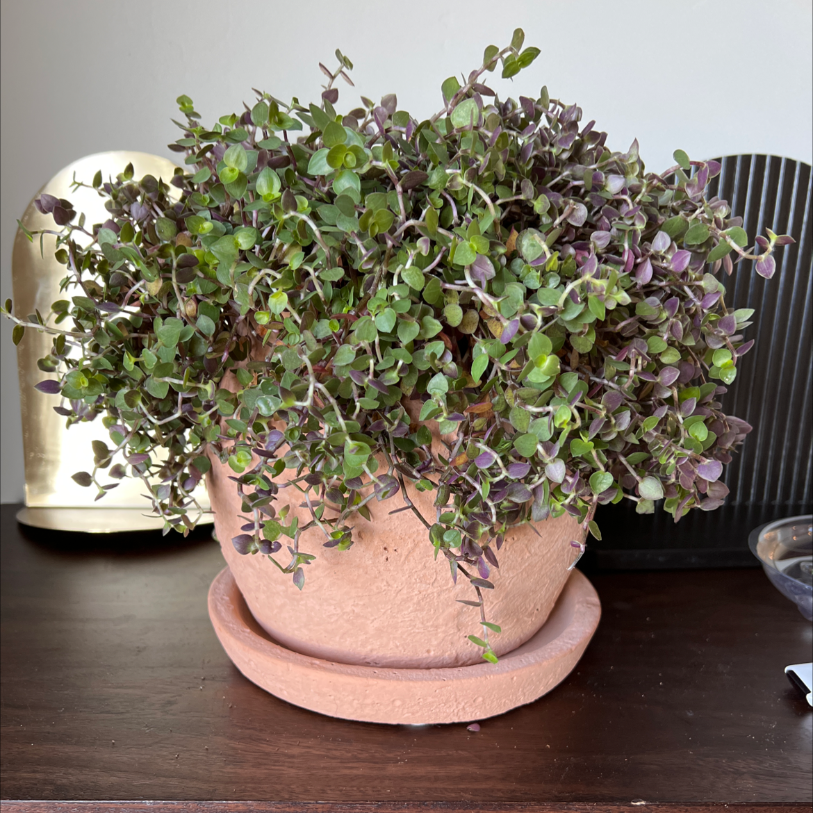 A healthy Creeping Inch Plant with striking purple foliage growing in a terracotta pot, well-framed on a dark wood surface.