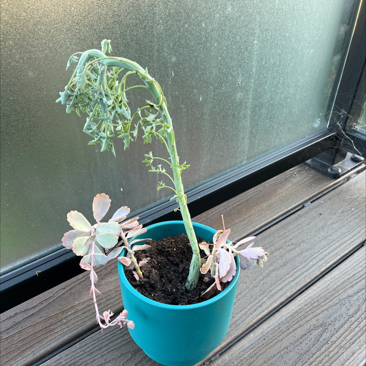 Lavender Scallops plant in a blue pot with a drooping stem and discolored leaves.