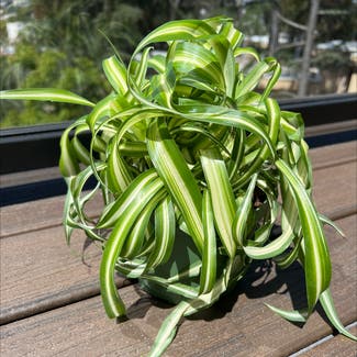 Curly Spider Plant plant in La Mesa, California