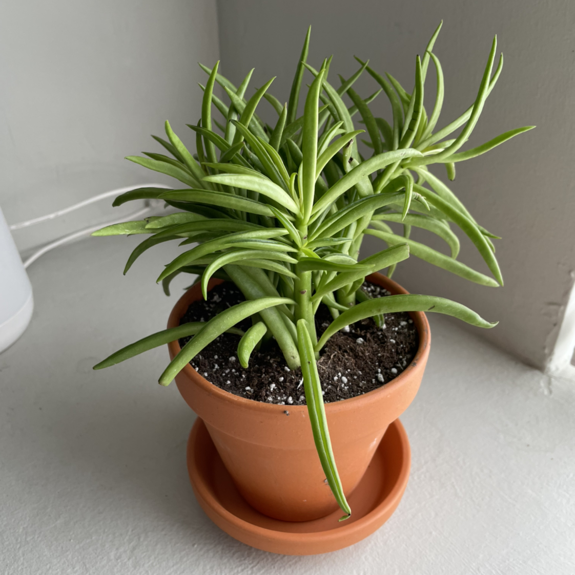 Pincushion Peperomia plant in a terracotta pot with visible soil, healthy green leaves.