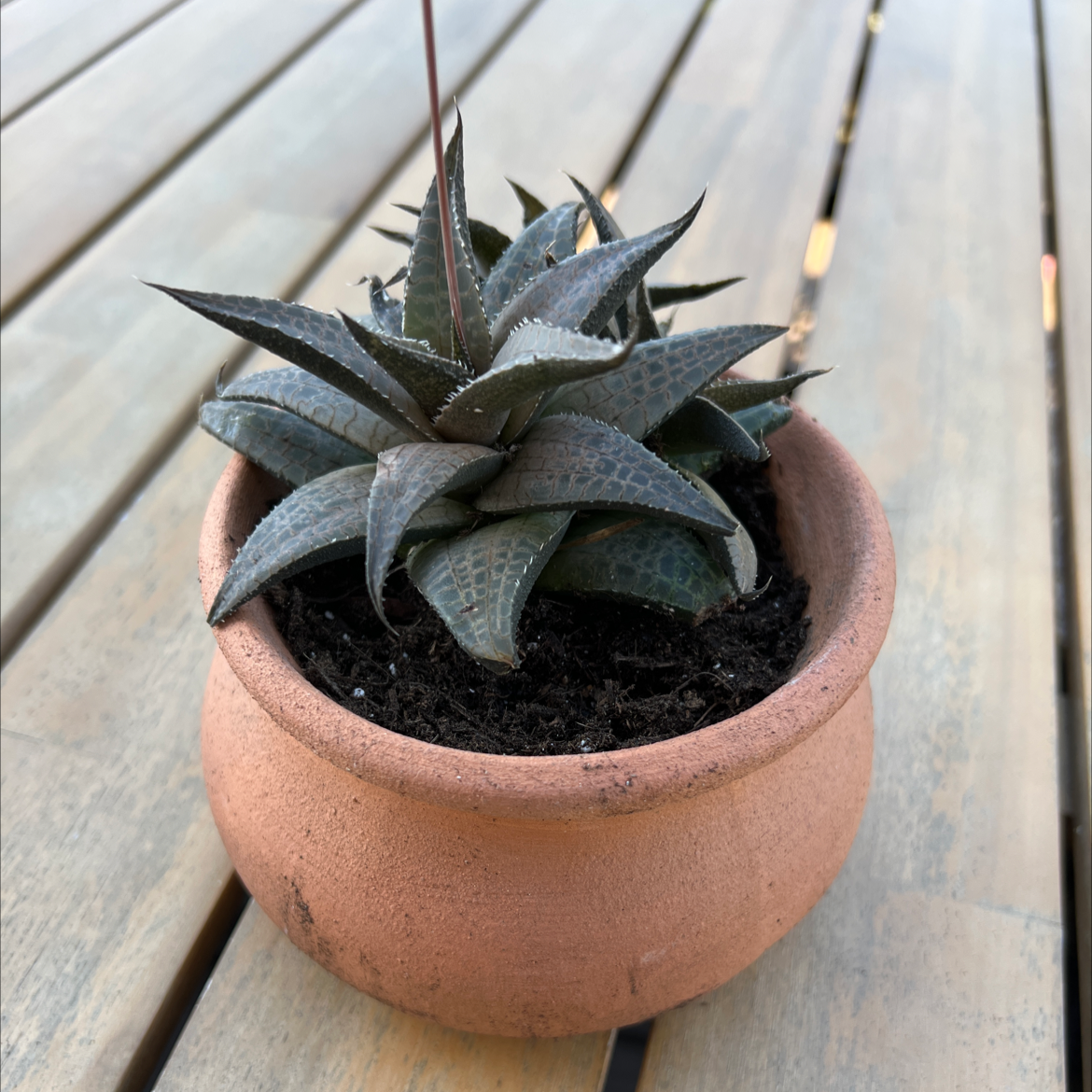 Veined Haworthia plant in a terracotta pot with visible soil, well-framed and in focus.