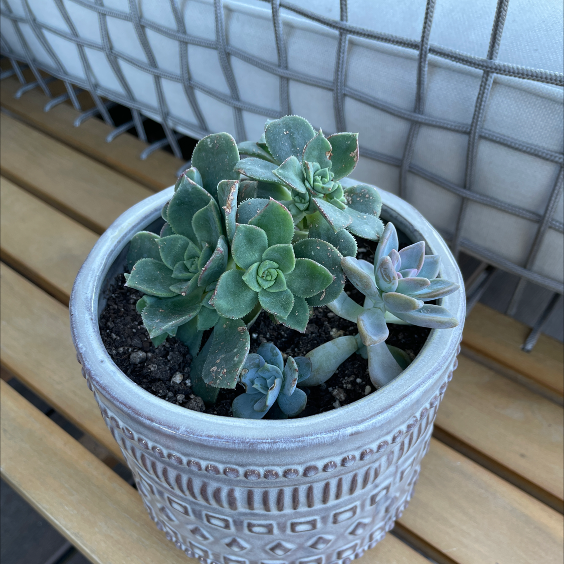 Potted Haworth's Aeonium succulent on a wooden surface, healthy and well-framed.