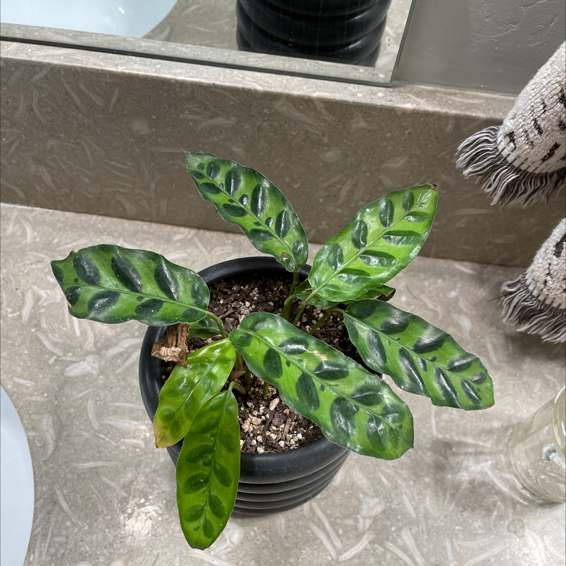 Rattlesnake Plant plant photo by @Micky named Gromov on Greg, the plant care app.