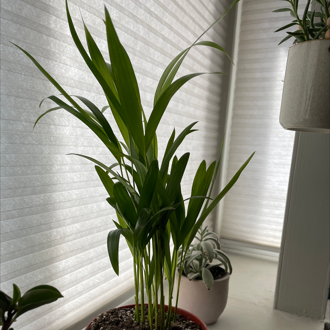 Healthy Areca Palm with lush green fronds, situated indoors near a window with filtered light. The palm appears to be thriving.