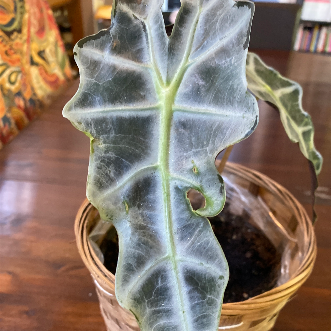 Close-up of a Taro plant leaf with some browning and visible soil in a basket.